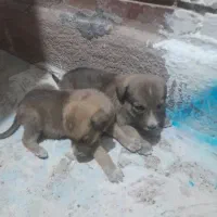 واگذاری تو سگ|سگ|داراب, |دیوار