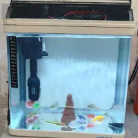 آکواریوم ماهیران سالم