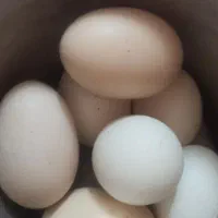 تخم نطفه دار برهما