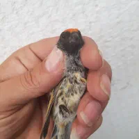 نر گلدار درجه یک|پرنده|مهاجران, |دیوار