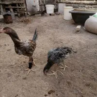 بوقلمون وجوجه لاری|حیوانات مزرعه|تربت‌حیدریه, کوی شهید احمدزاده ملکی|دیوار