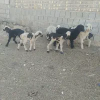 بره شیری|حیوانات مزرعه|شیراز, بید زرد|دیوار