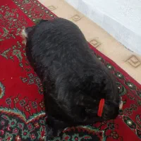 خیگ و مشک ابی