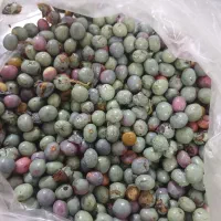 پسته کوهی (قسقوان)