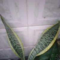 گل مقاوم  با گلدان.. مناسب روز زن.|گل و گیاه طبیعی|دزفول, |دیوار