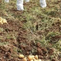 سیب زمینی بذری۲۶ تومان و خوراکی۲۲تومان