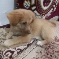 میکس پامر اشپیز با شناسنامه معاوضه هم دارم