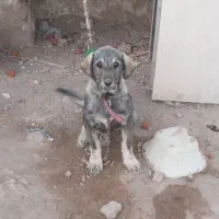 طوله ۳ماهه پژدر