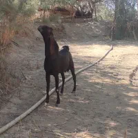 کعره|حیوانات مزرعه|زهک, |دیوار