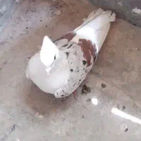 نر پلنگ|پرنده|بروجرد, |دیوار