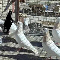 کبوتر طوق|پرنده|مریوان, |دیوار