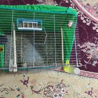 سهره سقا|پرنده|کرمان, |دیوار