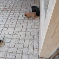 سگ پا کوتاه