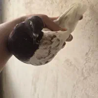 یک جفت کفتر پرشی تضمینی