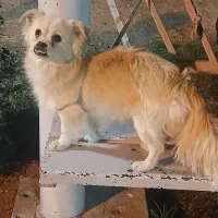 سگ خوشگل مفت زدم