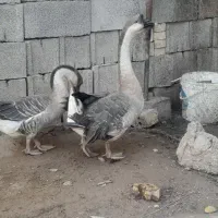 دو عدد غوغاز نرو ماده فروشی|حیوانات مزرعه|شوشتر, |دیوار