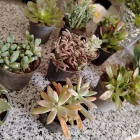 گل طبیعی آپارتمانی|گل و گیاه طبیعی|ایرانشهر, |دیوار