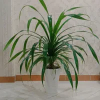 گل های آپارتمانی