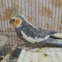 عروس هلندی نر و ماده با سه عدد جوجه|پرنده|قرچک, مهدیه|دیوار