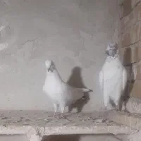 کبوتر|پرنده|ارومیه, |دیوار