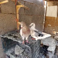 کفتر پرشی وجفتگاه|پرنده|تربتحیدریه, باغ ملی|دیوار