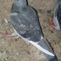 اسباز بازی کبوتر کفتر|اسباب‌‌بازی|زابل, |دیوار