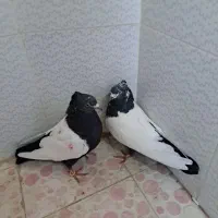 کبوتر|پرنده|اصفهان, ملکشهر|دیوار