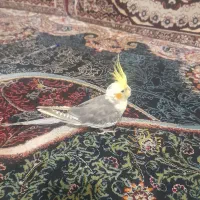 یک عدد عروس گم شده|حیوانات|قم, دانش|دیوار