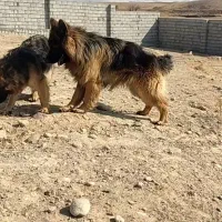 یک جفت ژرمن مو بلند|سگ|تبریز, |دیوار