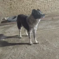 سگ قدرجونی گله ای فی 6