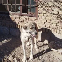 سگ قله|سگ|مراغه, |دیوار