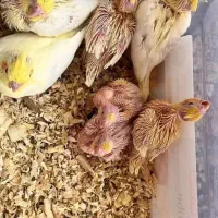 جوجه عروس هلندی