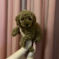 توی پودل رد نروماده