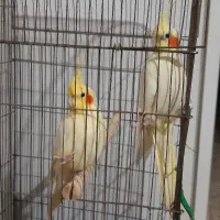 عروس هلندی|پرنده|شوشتر, |دیوار