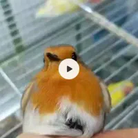 سهره گلبسر وسهره ببری وسهره سبزوسینه سرخ|پرنده|امیدیه, |دیوار