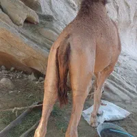 شتر نر ۳سال مخصوص داشت