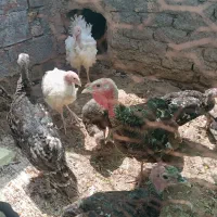 7عددجوجه بوقلمون برنز و 2تا جوجه بیوتی فوق سنگین