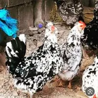 فروش انواع نژاد مرغ ها|حیوانات مزرعه|الیگودرز, |دیوار