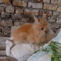 خرگوش لوپ طلایی جفت|موش و خرگوش|خواف, |دیوار