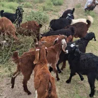 بزغاله های شیر مست گله ای ،بره