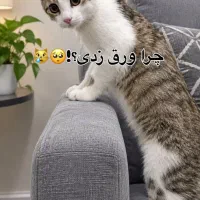 فروش اکانت اینستا
