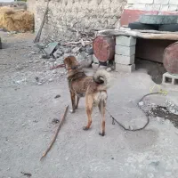 سگ نر|سگ|ثمرین, |دیوار