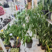 بنجامین آمستل سالنی پتوس سانسوریا دیفن شفلرا ورمی|گل و گیاه طبیعی|قم, ولیعصر|دیوار