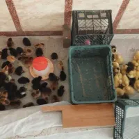 جوجه اوردک عمده وتکی