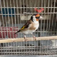 سهره طلایی نر و ماده تعدا