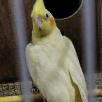 عروس هلندی