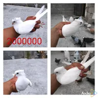 یک جفت گیره‌ای