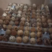 تخم نطفه دار شرطی