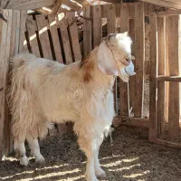 کهره نر و ماده|حیوانات مزرعه|زابل, |دیوار