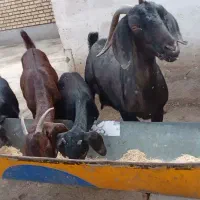 بزماده  بزغاله